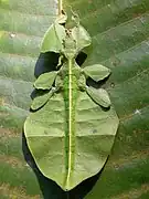 Phyllium celebicum - femelle.