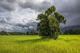Arbre feuillu dans les rizières vertes de Don Det (Laos), sous un ciel lourd nuageux en août 2017 pendant la mousson.
