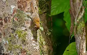 E. exilis (Parc national du Gunung Mulu)