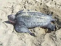 Une tortue vue du dessus.