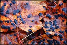 Dépérissement des feuilles automnale.