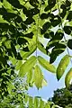 Feuilles de Juglans mandshurica