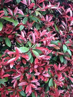 Description de l'image Leaves of photinia × fraseri.jpg.