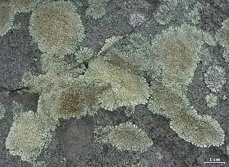Protoparmeliopsis muralis, lichen crustacé saxicole couvrant de nombreux substrats artificiels.