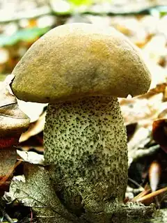 photo de Leccinum carpini