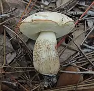 Leccinum chalybaeum