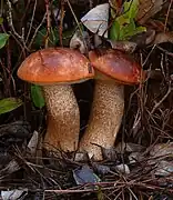 Leccinum manzanitae