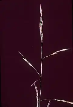 Description de l'image Leersia virginica NRCS-1.jpg.