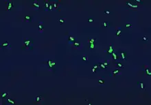  Legionella pneumophila à Immunofluorescence