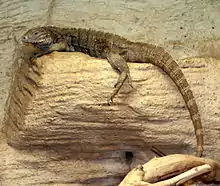 Un jeune de couleur iguane terrestre de Cuba brunâtre se réchauffant dans l'enclos d'un zoo, regardant vers la gauche et laissant pendre sa longue queue.