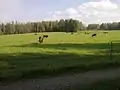 Vaches à Muuruvesi.