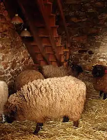 photo couleur d'une bergerie qui abrite des moutons à toison blanche mais à tête et pattes de couleur noire ou brûlé.