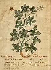 Page de manuscrit avec un dessin stylisé d'une tige feuillée de la grande chélidoine, portant une fleur rouge, avec le nom de la plante en rouge et quelques lignes de texte en onciale latine.