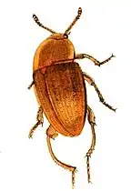 Leiodes cinnamomea