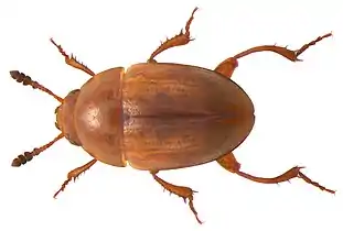 Leiodes litura