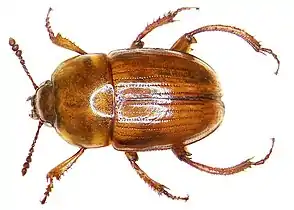 Leiodes oblonga