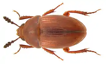 Liodes polita (femelle)