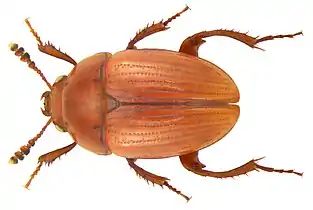 Liodes polita (mâle)