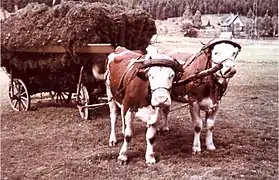 Charrette de foin à deux vaches.