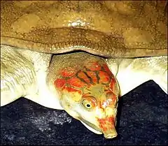 Description de l'image Leith's Softshell Turtle.jpg.