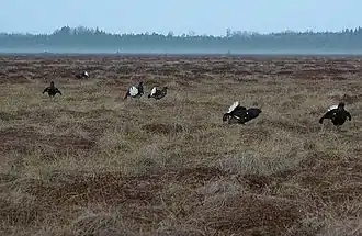 7 Tétras lyre mâles regroupés sur une aire de parade, leur queue blanche présentée en éventail, bien en évidence