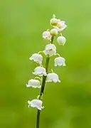 Fleurs de Muguet de mai.