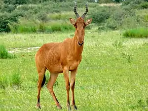 Bubale lelwel au Parc national Murchison Falls, en Ouganda.