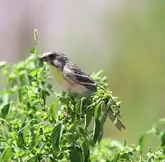 Description de l'image Lemon-breasted canary, Crithagra citrinipectus, near Pafuri in Kruger National Park, South Africa.jpg.