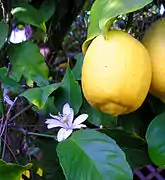 Fleur et fruit.