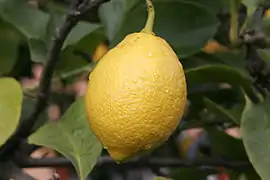 Gros plan sur un citron.