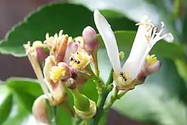 Fleurs de citronnier.