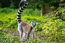 Lemur catta