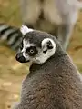 Lemur catta