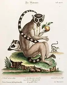 Dessin ancien représentant un lémur catta mangeant un fruit, avec une vue de profil de la tête et du corps.
