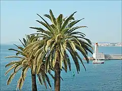 Spécimens dominant le port de Nice