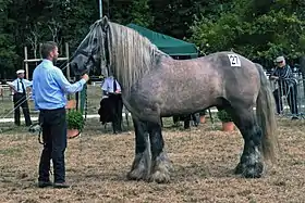 Leonardo 11, Poitevin mulassier né en 1999