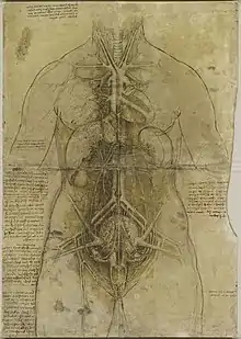 Dessin représentant un buste de femme avec, vus par transparence, ses organes génitaux, digestifs, cardio-vasculaires et respiratoires.