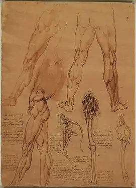 Série de dessins sur manuscrit représentant des jambes d'homme et des squelettes de jambes d'homme et de cheval.