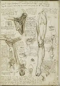 Une feuille manuscrite comprenant des dessins anatomiques et des textes écrits à la plume.