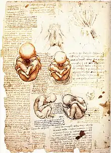 Feuille manuscrite mêlant dessins de fœtus en position repliée, un vagin et des textes.