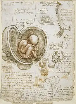 L'étude de Léonard de Vinci sur les embryons, c. 1510-1513.