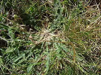 Feuilles en rosette basale. La tige de la fleur est lisse, non ramifiée.