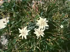 Edelweiss