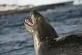 Un léopard de mer qui, par sa gueule ouverte, laisse apparaître ses dents caractéristiques.