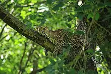 Affalé sur une branche dans un arbre, un léopard n'en reste pas moins attentif à ce qui se passe autour de lui.