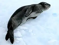 Un léopard des mers (Hydrurga leptonyx) se reposant sur un iceberg.