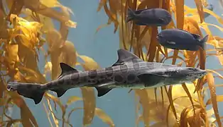 Description de l'image Leopard shark in kelp.jpg.