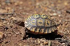 Tortue léopard