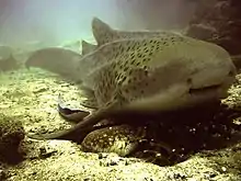 Requin léopard (requin zèbre)