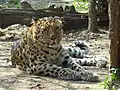 Panthera pardus orientalis